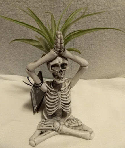 Yoga Skeleton Trader Joe's